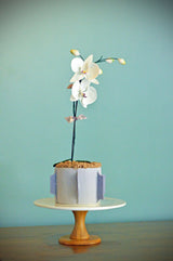 Orchid Blooms Quick Buy Pulse Patisserie